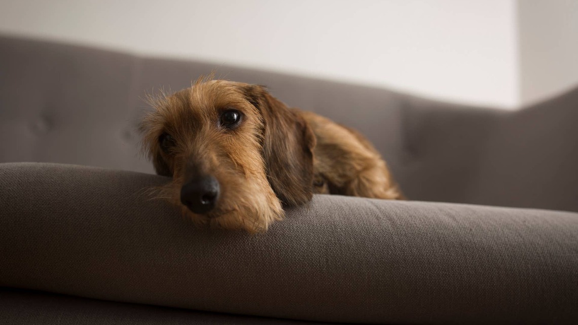 Wire-Haired Dachshund's 'Disney Eyes' Have Everyone Melting 