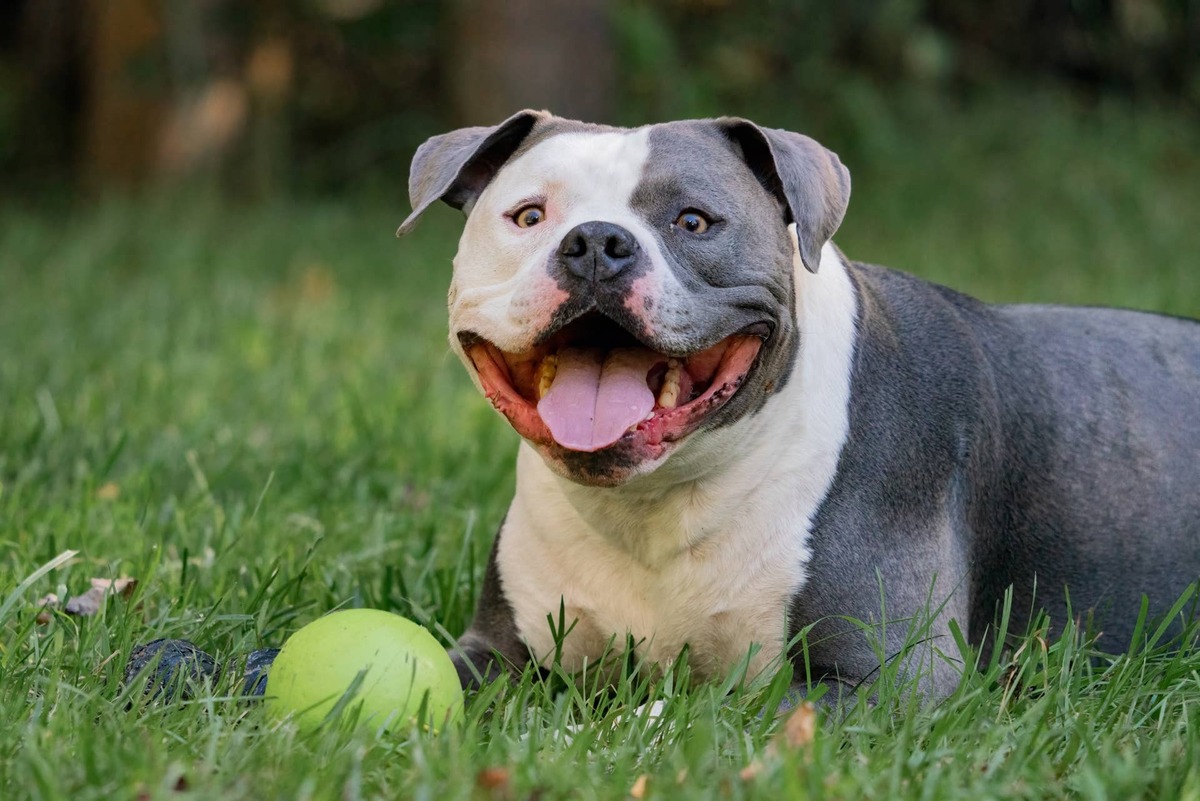  A happy American Bully plays with a tennis ball in the yard.