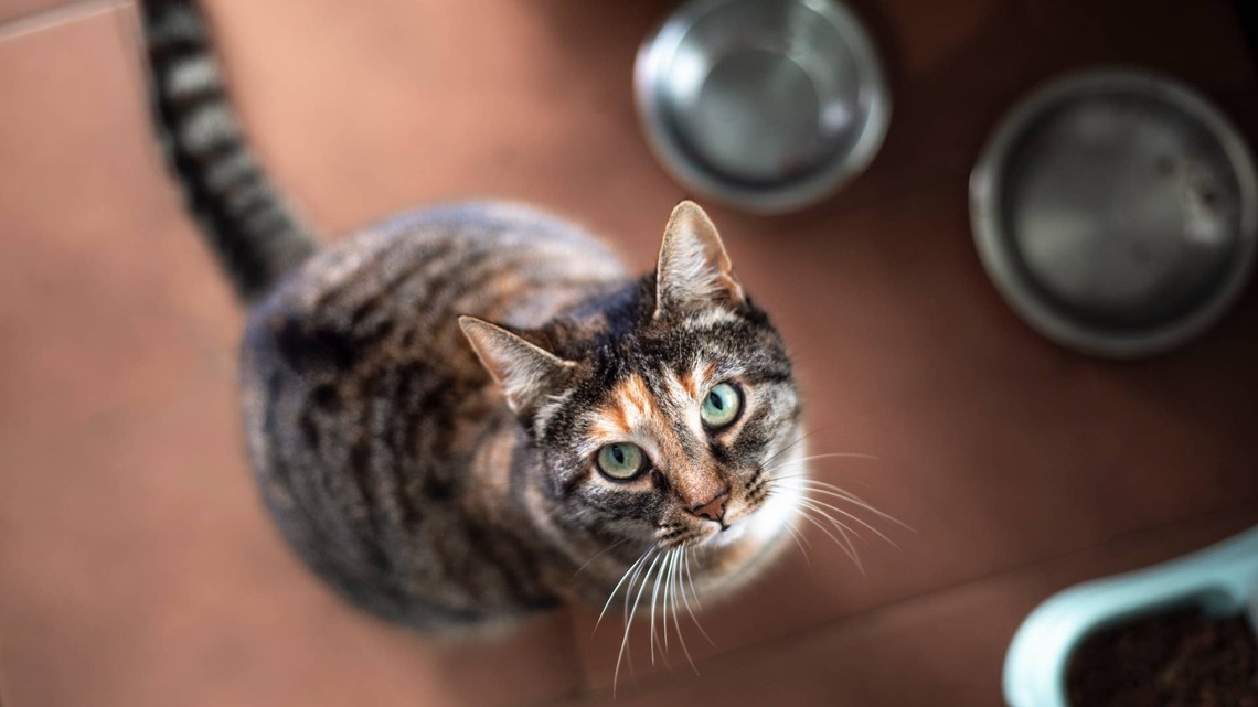 Cat Gets 'Humbled by the Toaster,' and We Can't Stop Laughing