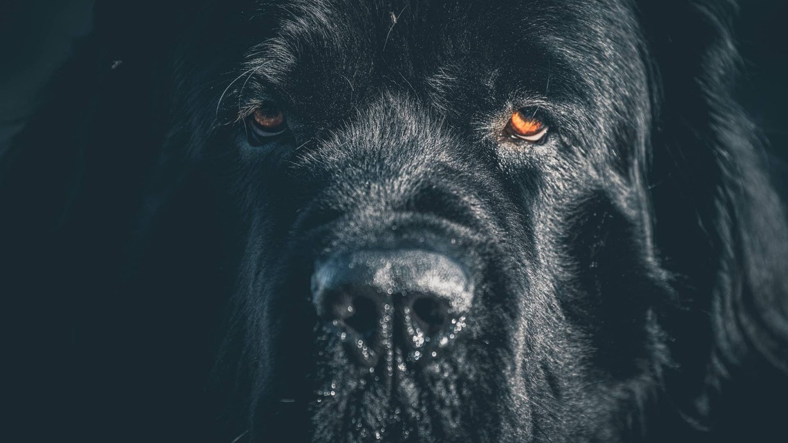 Hilariously Huge Newfie Has an Equally Big Reaction to Wanting His Daily Walk 