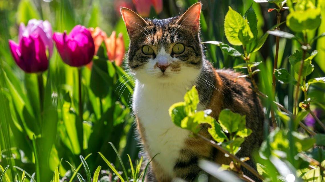 How to Keep Cats Out of Your Yard Without Hurting Them 