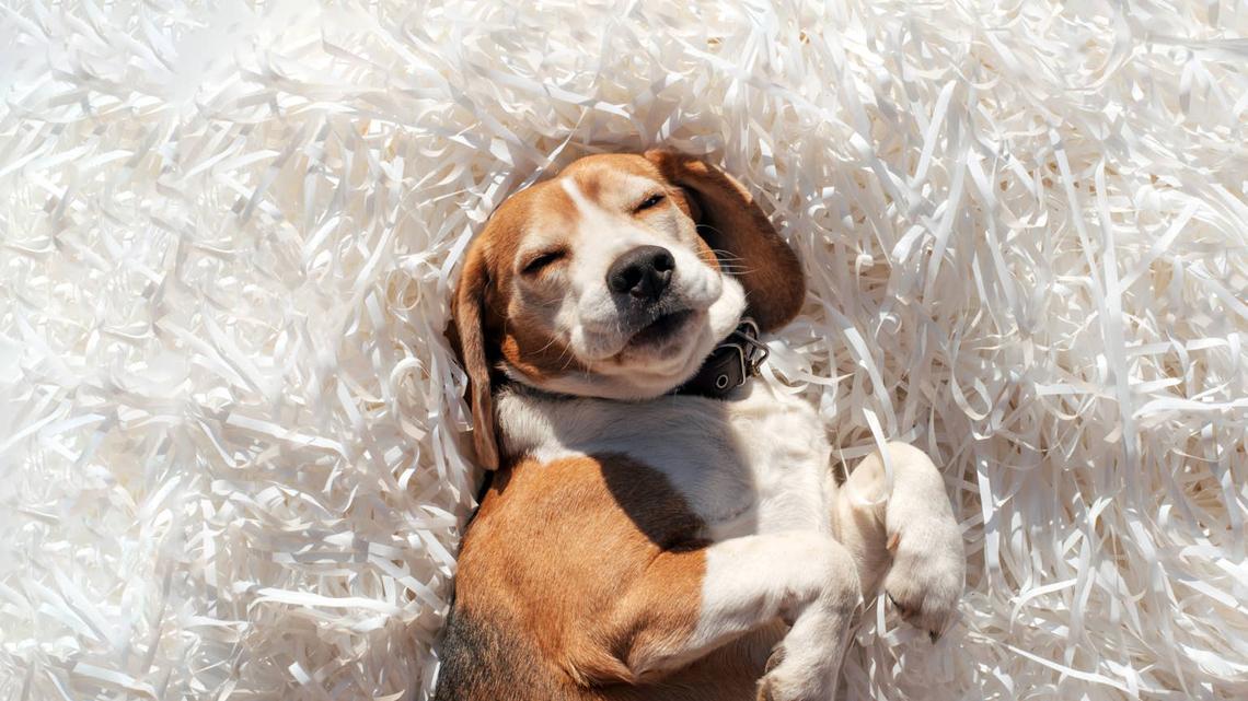 Beagle Rescued From Breeding Facility Finds Comfort in English Bulldog Foster Brother 