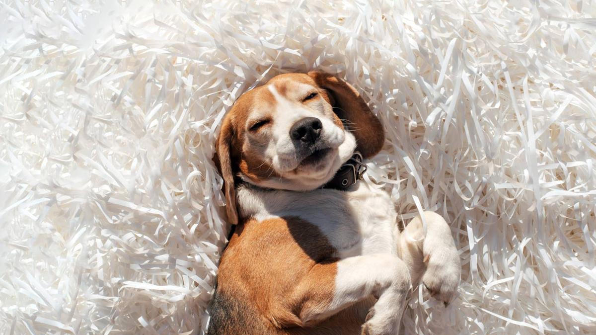 Beagle lying on their side. 