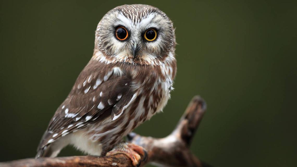 Northern Saw-Whet Owl. 