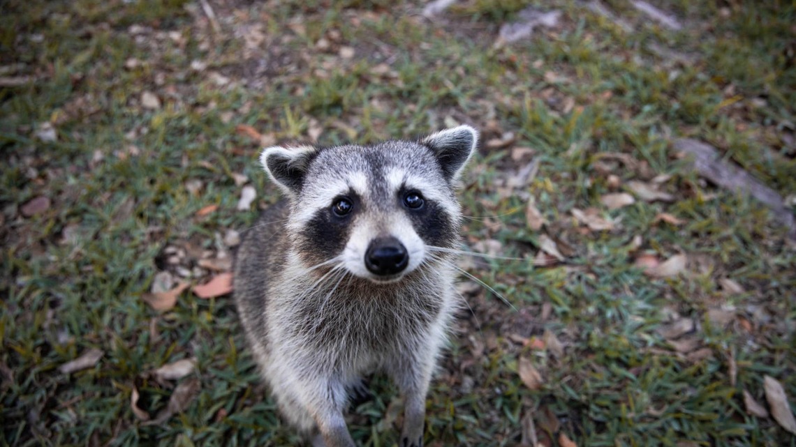 Woman's Raccoon Friends Look Like Zombies at the Door Trying to Score a Free Meal 