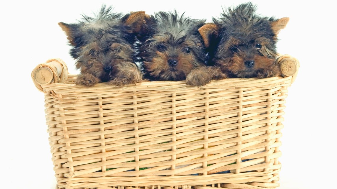 Rainbow Litter of Yorkie Puppies Includes 2 Rare Beauties That Stand Out From the Rest 