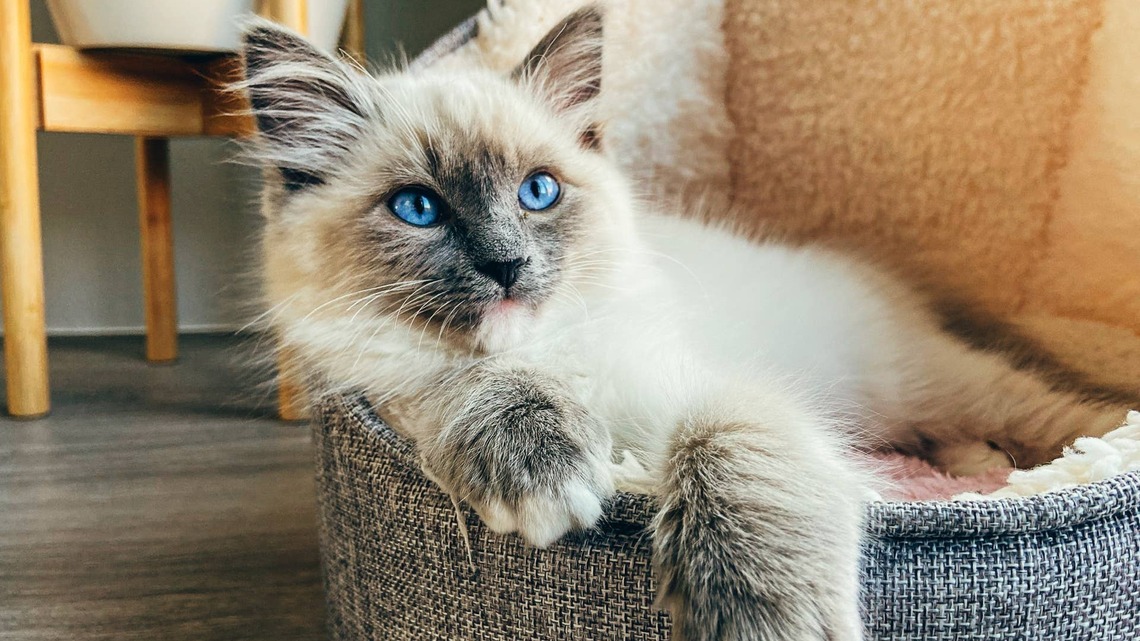 How To Groom a Ragdoll To Prevent Mats and Tangles 