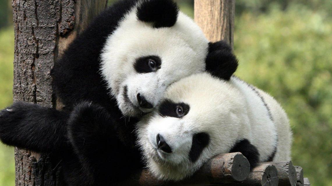 Pandas. 