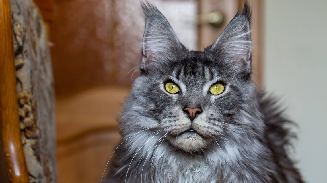 Maine Coon Takes His Job Helping Rock the Baby to Sleep Very Seriously
