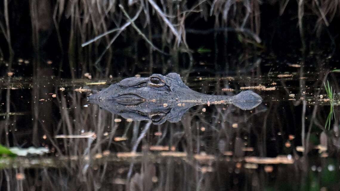 Georgia’s beloved wetland just landed a prestigious global title