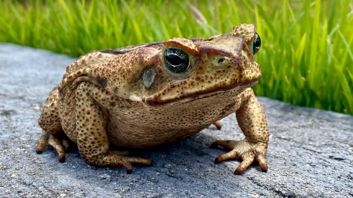  A large cane toad outside. (Photo by Flávio Santos via Pexels) 