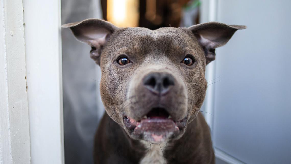 Staffy ‘Finds the Courage' to Squeeze Through the Doorway, and Everybody's Rooting for Her 