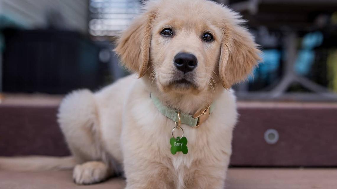 Calmest Golden Retriever Puppy in the Litter Turns Out To Be Major Agent of Chaos 