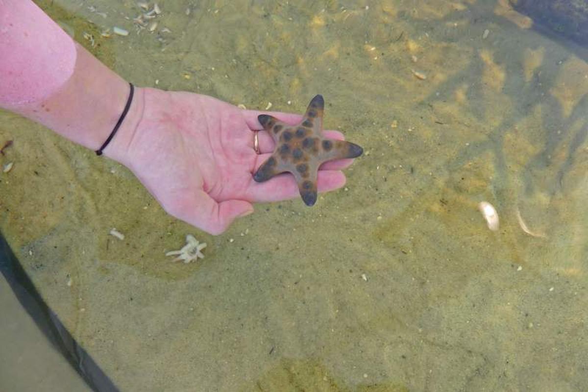  What a thrill to hold a live starfish in my hand. Photo credit: Kathleen Walls 