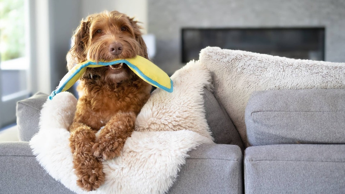 Labradoodle Picks the Loudest Toy the Moment Mom Sits Down To Watch TV