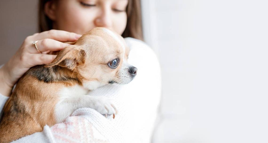  Woman holding a Chihuahua. 