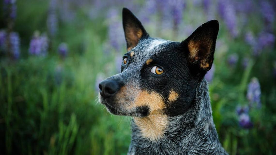 Cattle Dog Asks To Go Out by Staring Like a Tiny Manager 