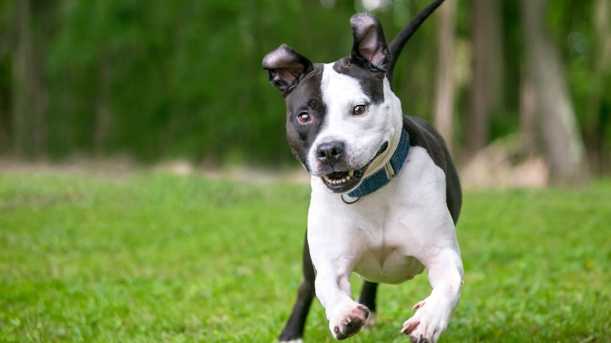Black and white Pit Bull running in grass. 