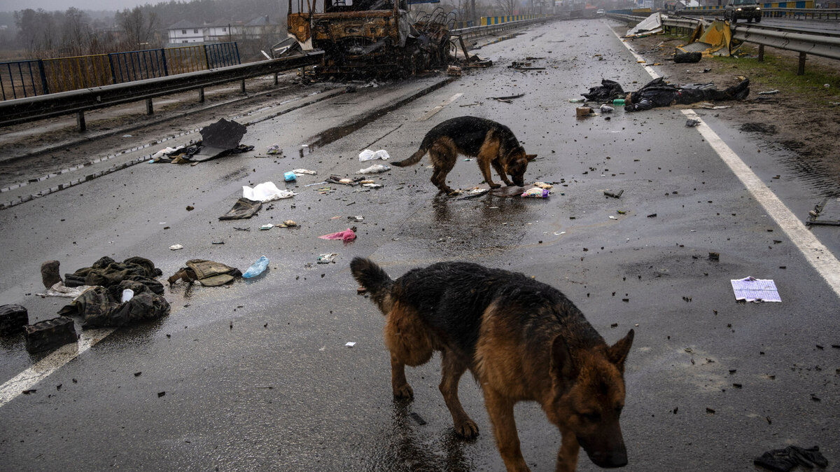Perros buscan comida cerca del cadáver de un soldado ruso en Bucha, Ucrania, el domingo 3 de abril de 2022. (Foto AP/Rodrigo Abd)