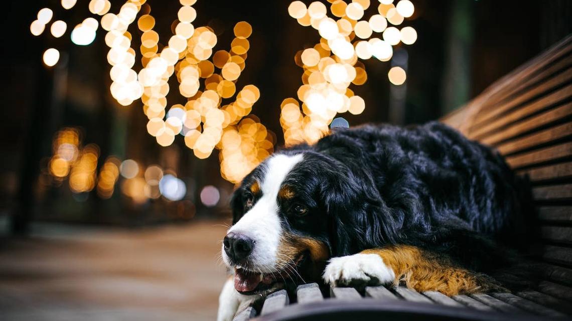 This Bernese Mountain Dog Has One Sweet Reason She Loved Sleeping Under the Stars 