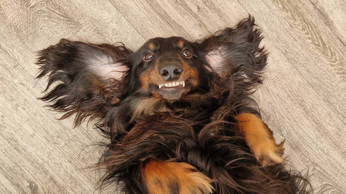 This Dachshund's Crooked Smile Might Just Be a Gift From Heaven