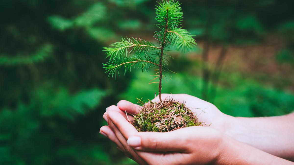 Tree planting matters, but protecting and restoring existing mature forests delivers exponentially more benefits, writes Laurie Wayburn. (Dreamstime/TNS)