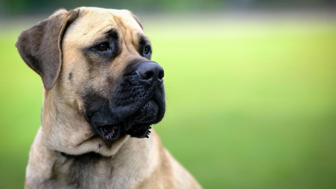 Mastiff Thinks Farm Equipment Should Move Faster and It's Too Funny 