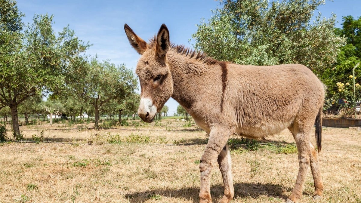 Donkey walking in a grove of trees. 