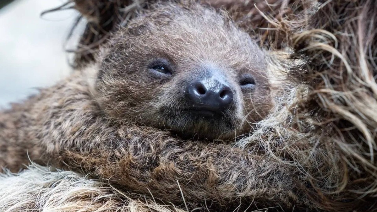 San Diego Zoo's Tiny Baby Sloth Is Glued to Mom's Side and Won't Be Letting Go Anytime Soon