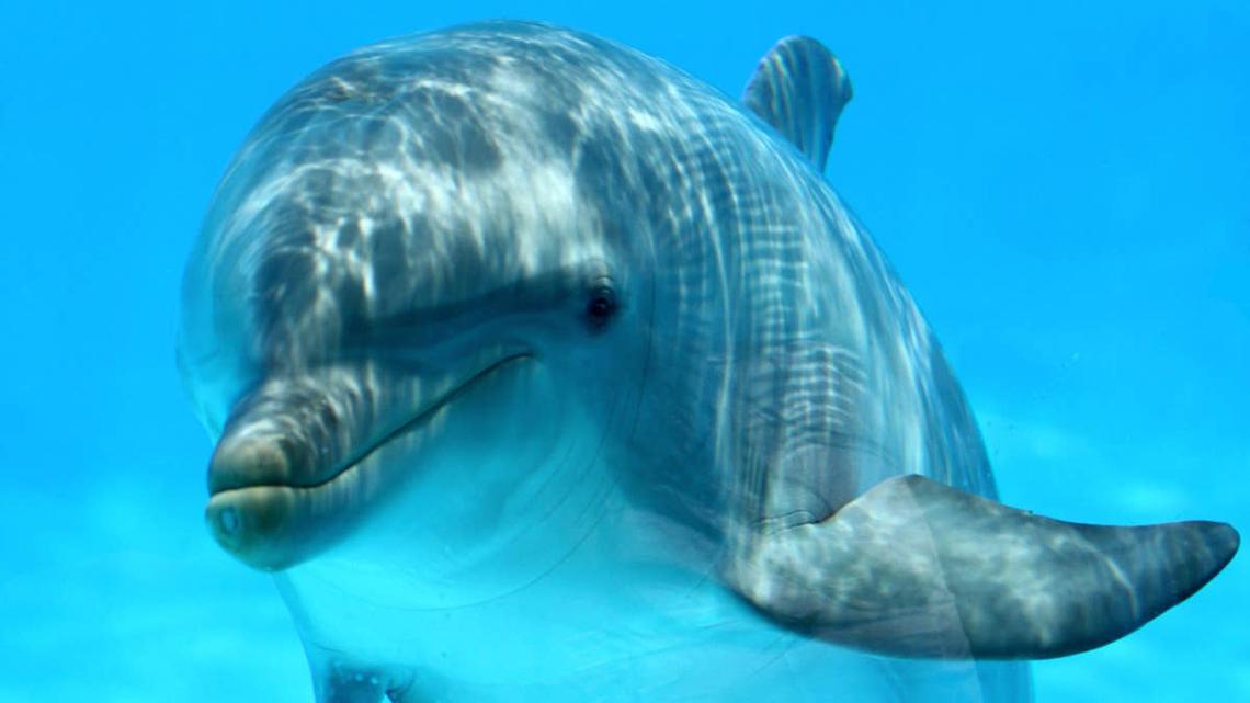 Dolphin Lets Couple Know They're Expecting in the Most Magical Way 