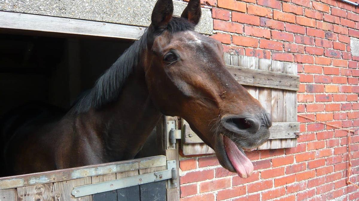 A horse looking grumpy.