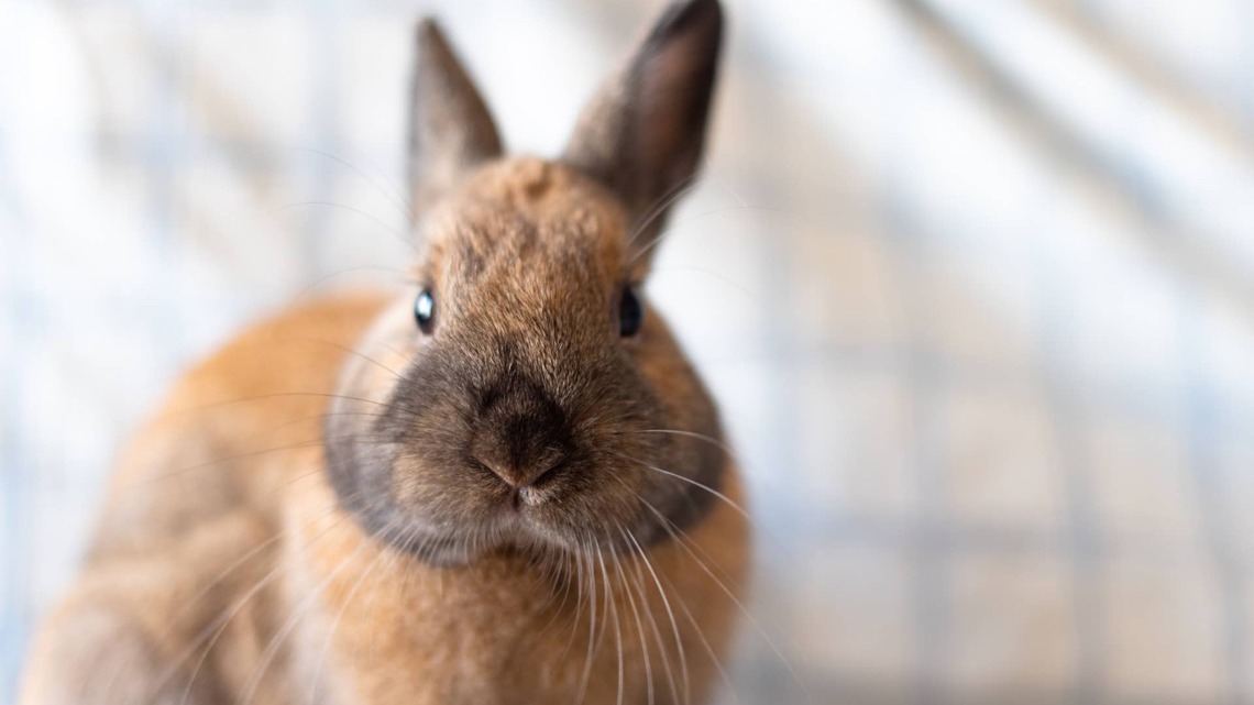 These Quick and Easy DIY Treats Are Perfect for Bunnies  