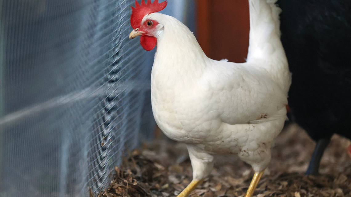 Officials issue West Nile warning as city considers backyard chickens