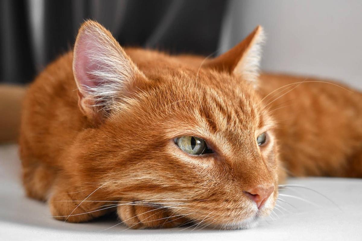  An orange cat lying down.