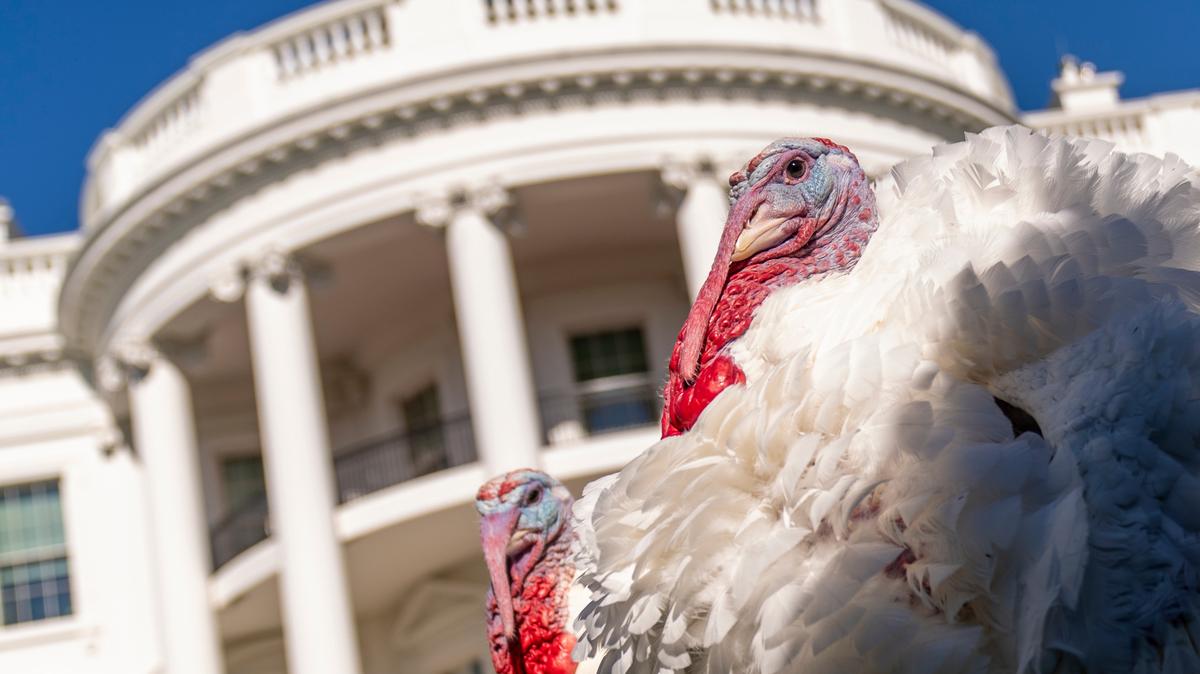 The two national Thanksgiving turkeys, Chocolate and Chip, are photographed following a pardoning ceremony at the White House in Washington, Monday, Nov. 21, 2022.
