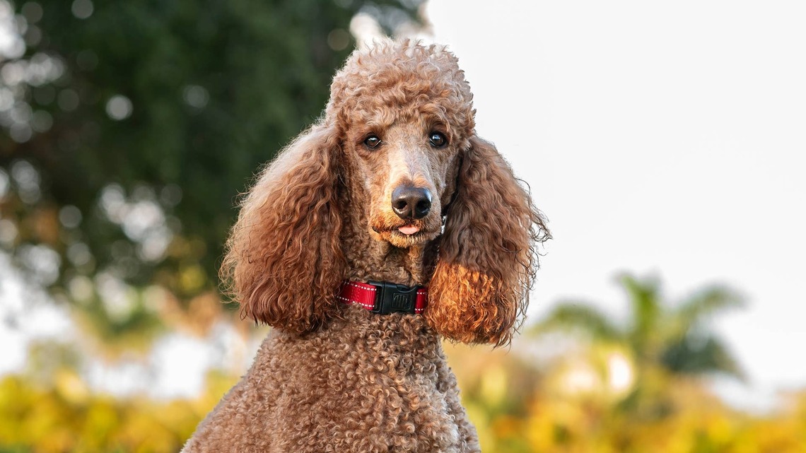 Poodle Curiously Sneaks Into the Attic While Mom and Dad Are Fixing the Air Conditioning 