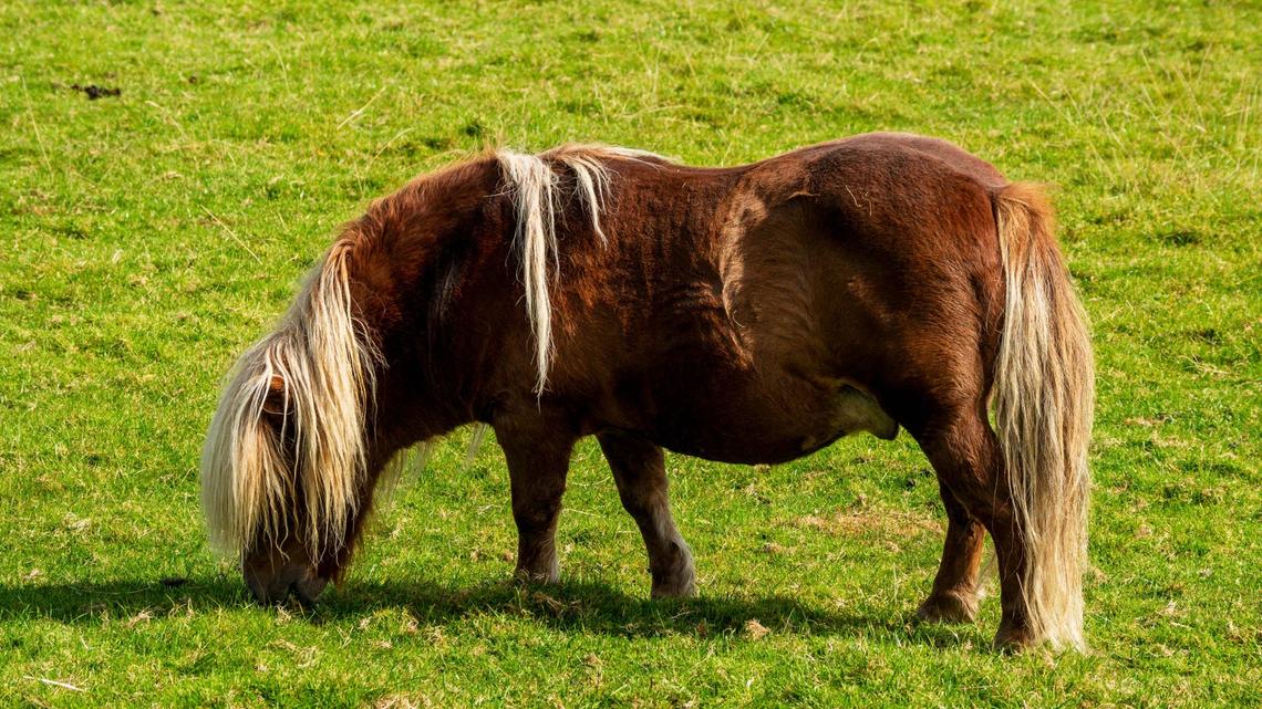 This Horse's 'Athletic' Trot Gives the Kentucky Derby a Run for Its Money 