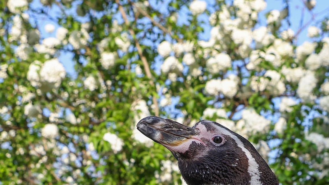 This Penguin Handles His Ring Bearer Duty Like It's No Big Deal 