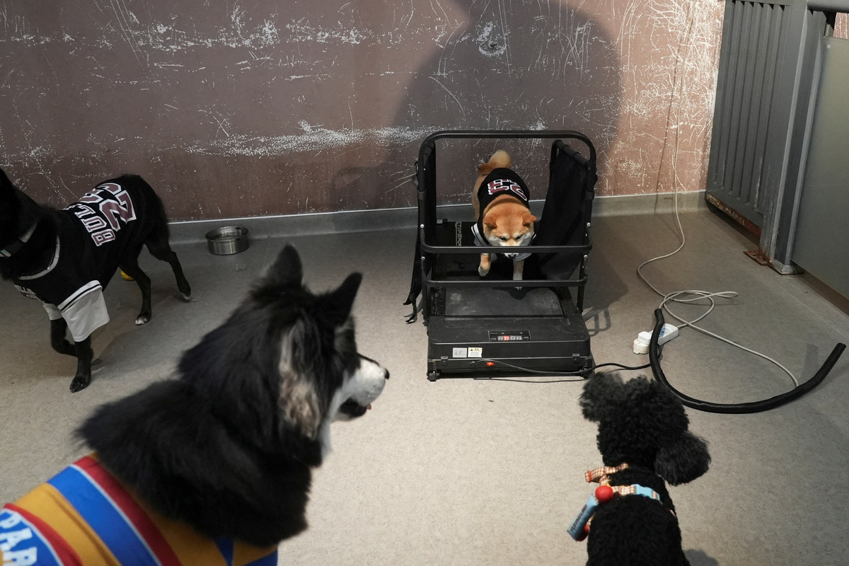 A Shiba Inu walks on a pet treadmill as part of the daily activities at Paw³, a kindergarten for dogs, in Shanghai, China, June 2, 2026. REUTERS/Nicoco Chan