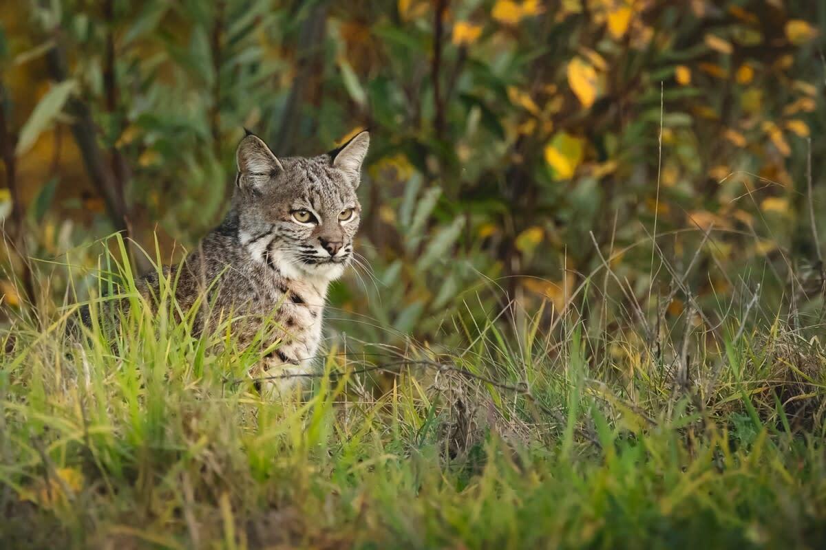 A bobcat.