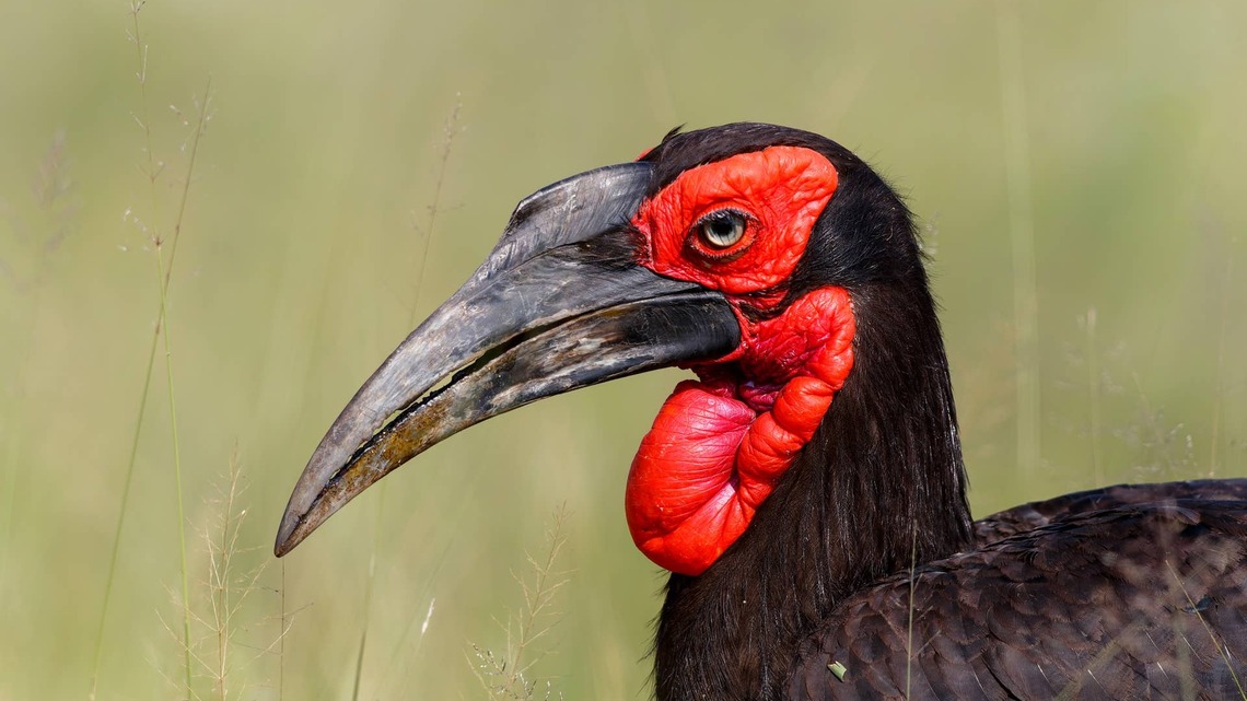 Southern Ground Hornbill Has an Intense Standoff With His Own Reflection 