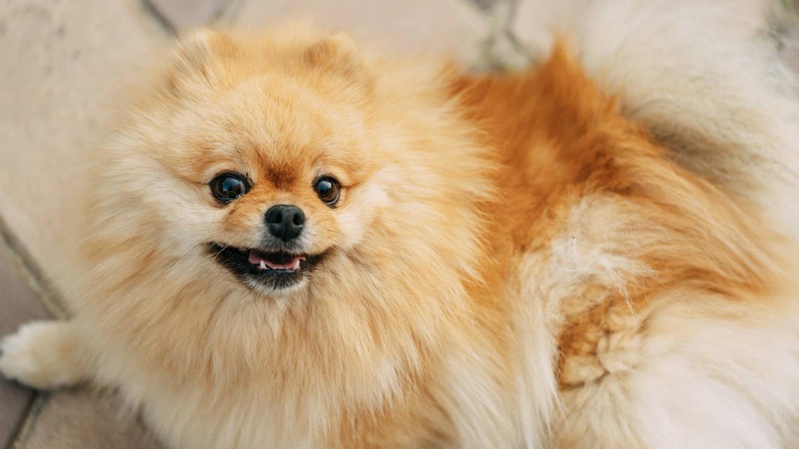 Pomeranian Woke up Choosing Violence-His Sibling Did Not 