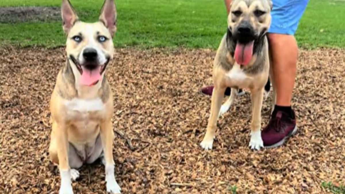 From left: Aspen and Toby at the dog park. 