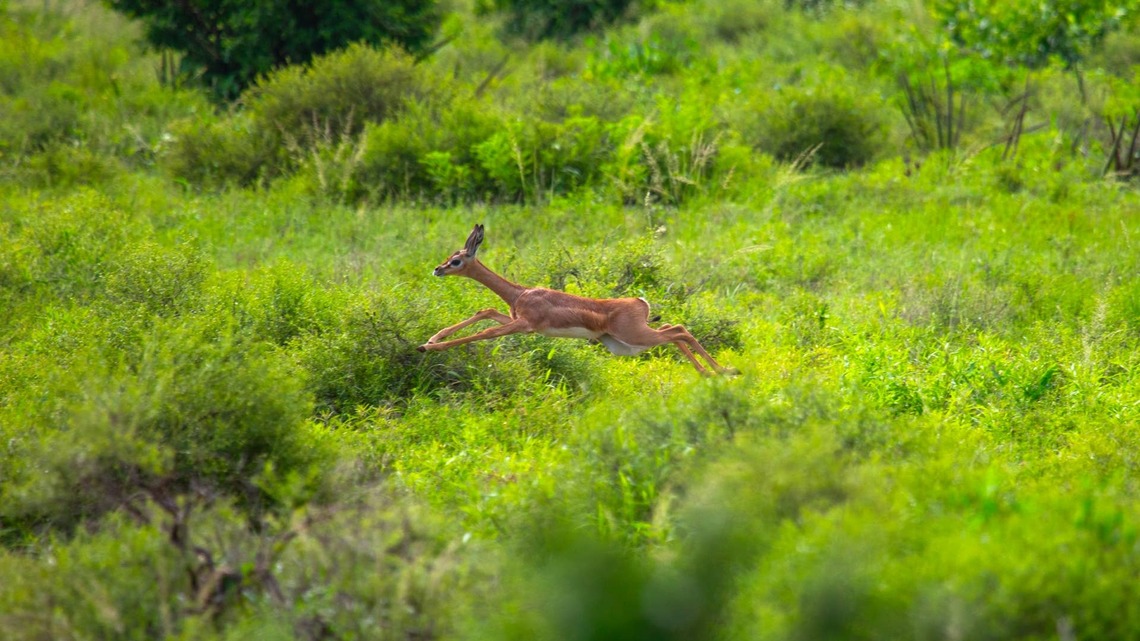 Group of Young Gerenuk Have Zoomies That Look Too Funny To Be Real