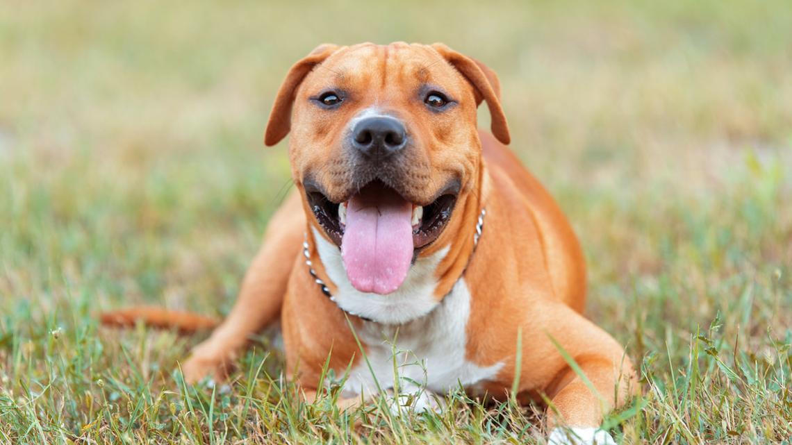13-Year-Old Staffie's Case of the ‘Nighttime Zoomies' Will Make Your Day 