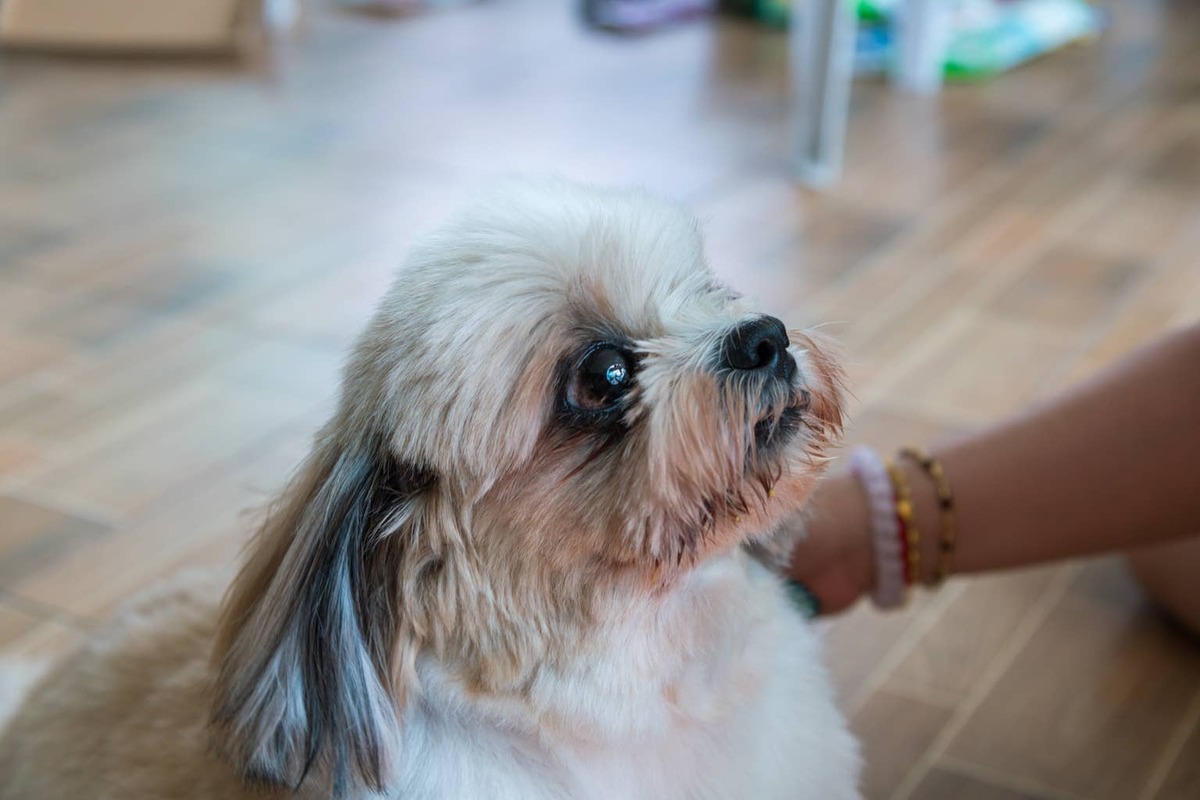  A person petting a Shih-Tzu.