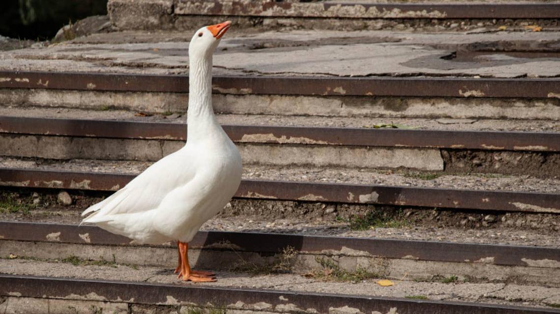 Goose holding head up standing on old stairs. 