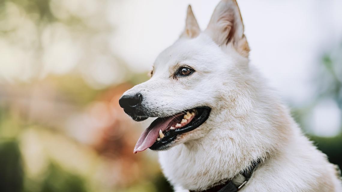 Ragdoll Cat and German Shepherd Get Into Epic Standoff at Outdoor Restaurant 