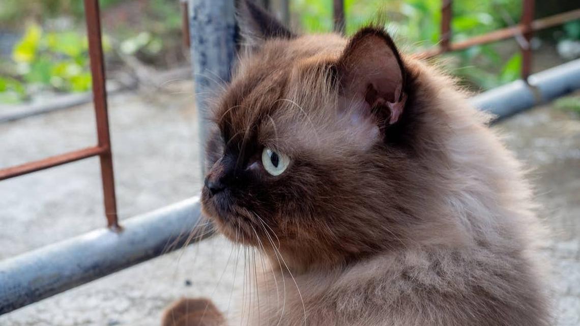 Senior Munchkin Cat Legit Uses Human Words and People Can't Believe It 