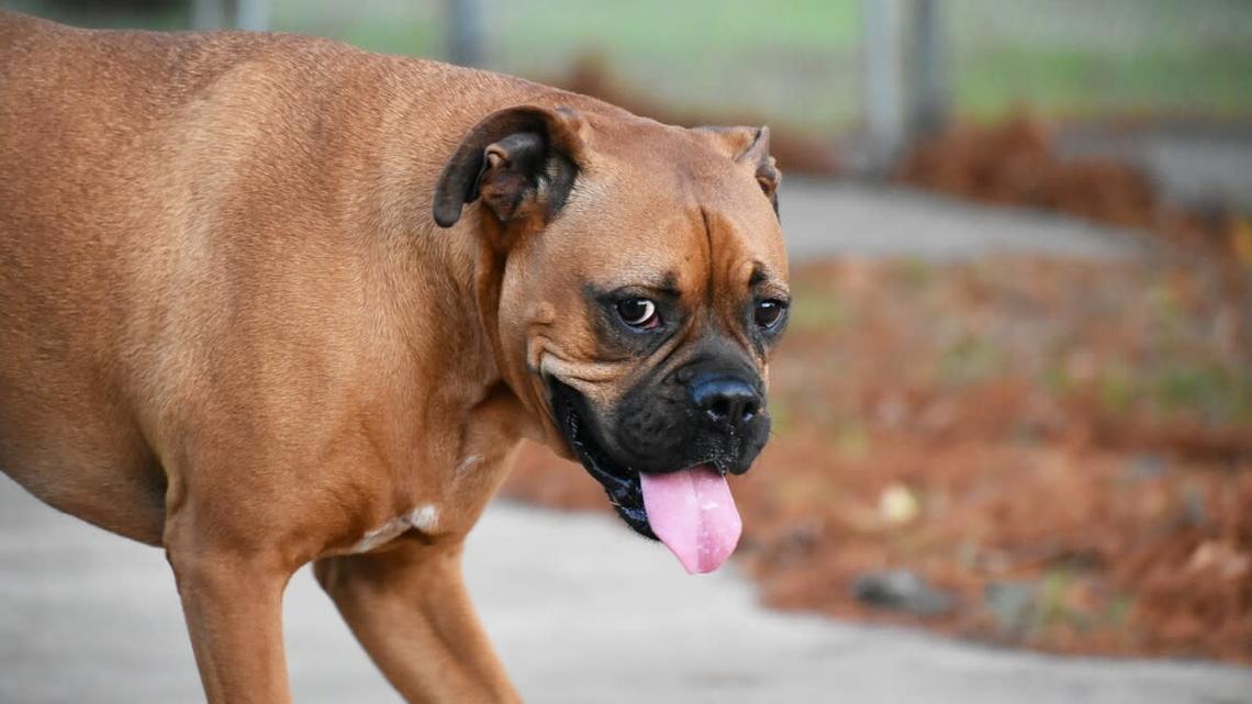 Big Boxer Learning ‘Not To Be Afraid' of His Tiny Chick Siblings Is Beyond Precious 